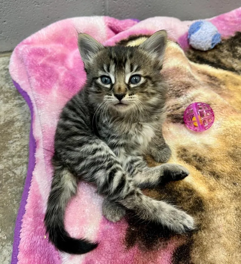 A baby small-sized female Domestic Short Hair cat named Dalila for adoption in Clinton, SC