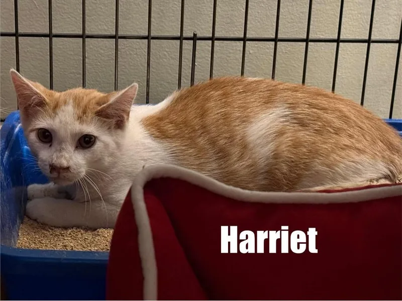 A baby medium-sized female Domestic Medium Hair cat named Harriet for adoption in Libertyville, IL