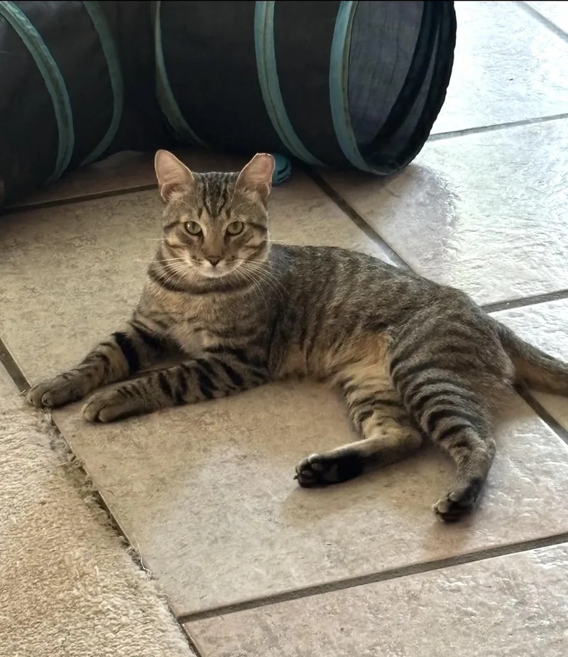 A young medium-sized male Domestic Short Hair cat named Duke for adoption in Bonita Springs, FL