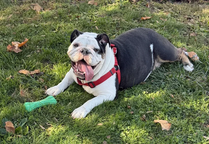 An adult medium-sized female English Bulldog dog named Fiona for adoption in Lafayette Hill, PA
