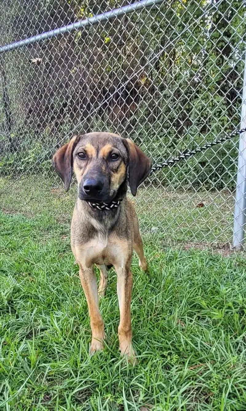 A young medium-sized male Hound dog named Shaggy for adoption in Marion, MS