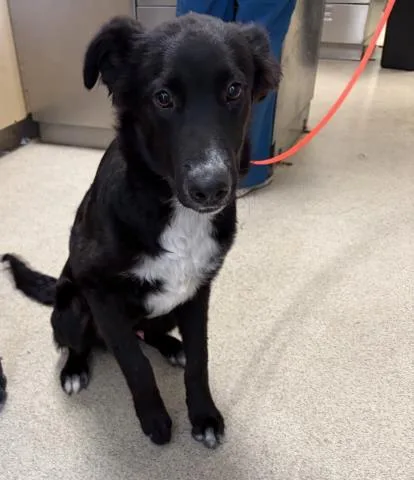 A young medium-sized male Australian Cattle Dog / Blue Heeler dog named Vinny for adoption in Riverside, CA