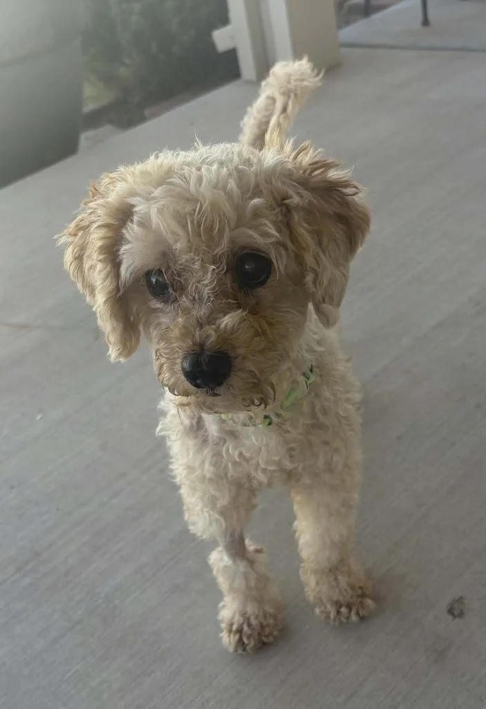 A senior small-sized male Poodle dog named Popcorn for adoption in Mesa, AZ