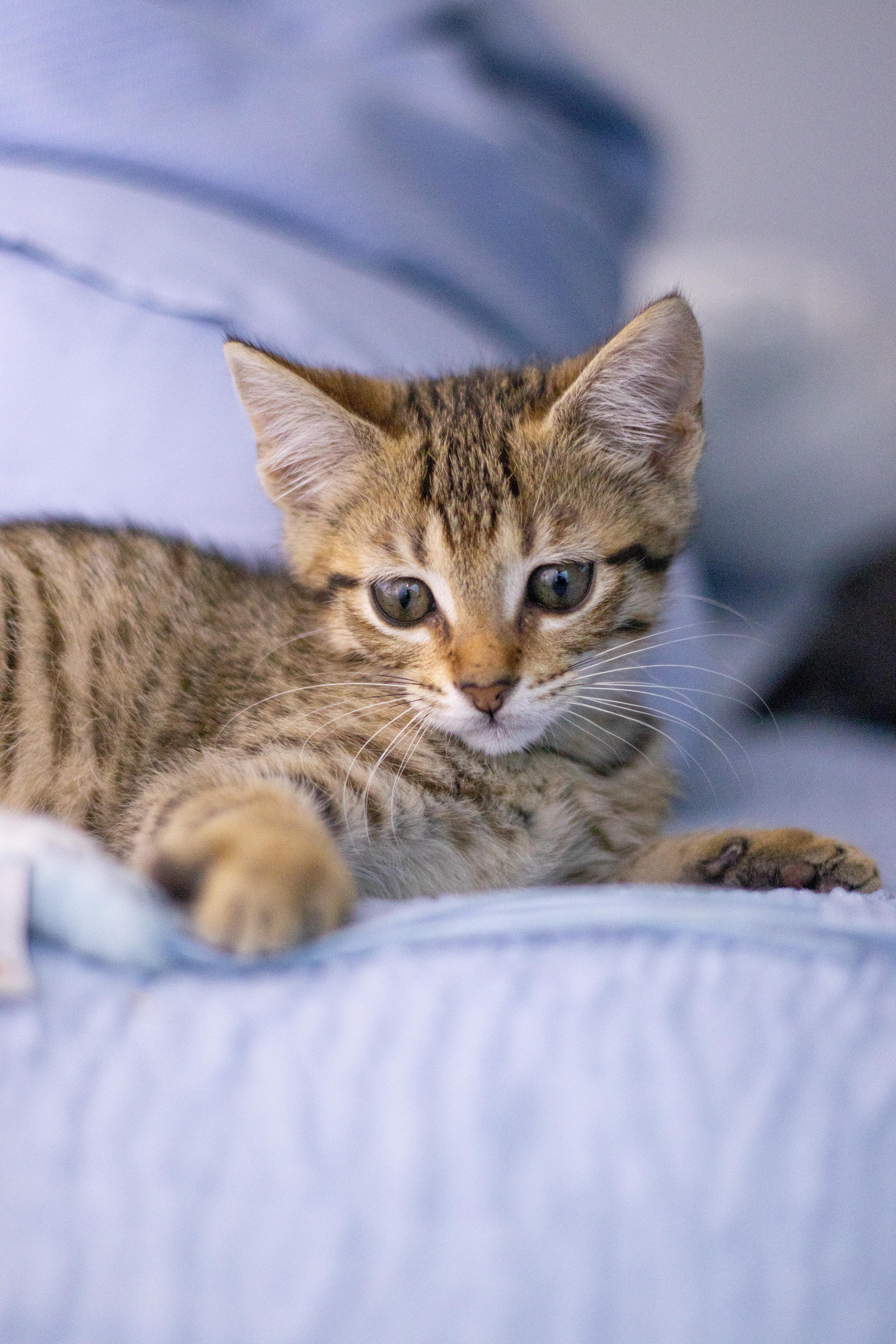 A baby medium-sized male Domestic Short Hair cat named Arya for adoption in Collierville, TN