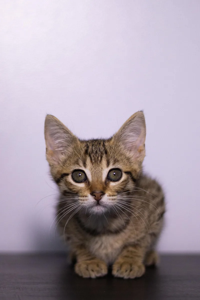 Arya thumbnail 2