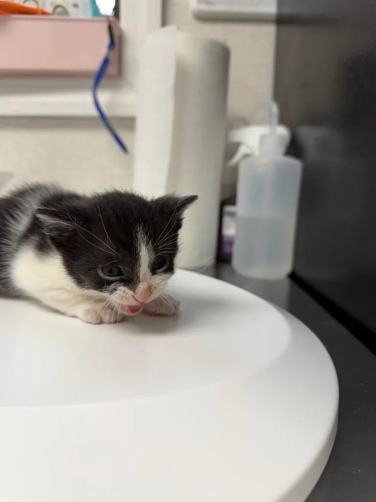 A baby medium-sized female Domestic Short Hair cat named Suzy Q for adoption in Pomona, NY