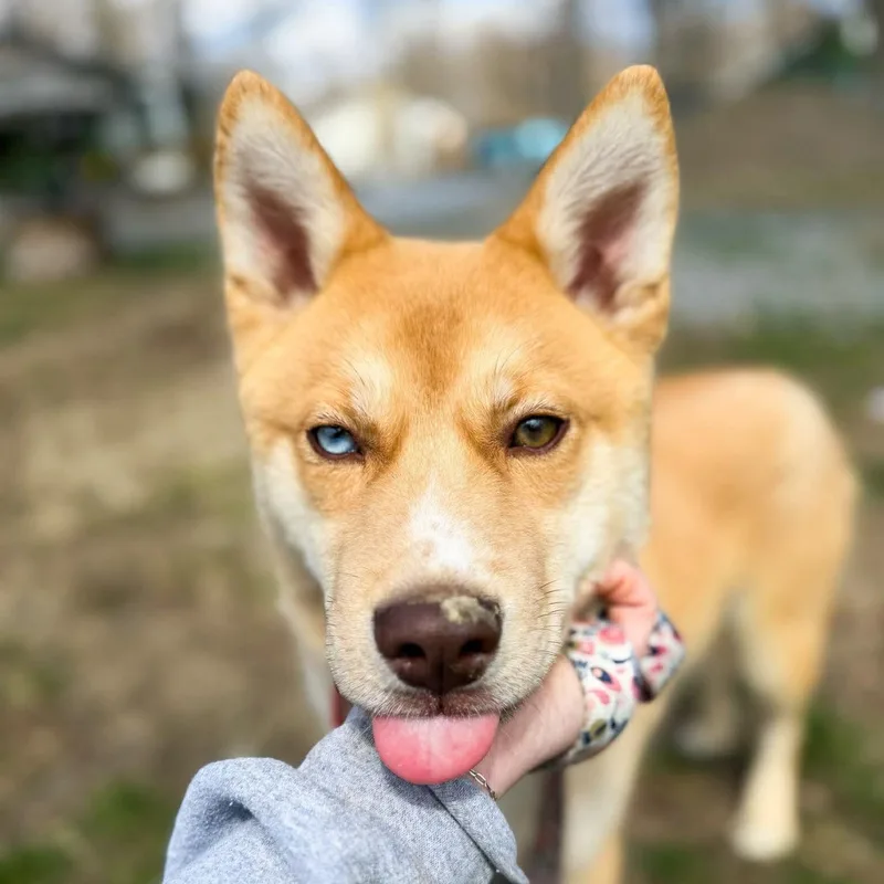 A baby medium-sized male Yellow / Tan / Blond / Fawn Mixed Breed dog named Ozzy for adoption in BONIFAY, FL