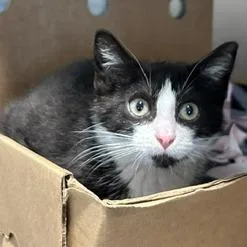 A baby small-sized female Black Domestic Short Hair cat named Lady Alice for adoption in Novelty, OH