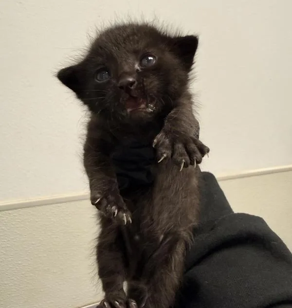 A baby small-sized male Domestic Short Hair cat named Fred for adoption in Oceanside, CA