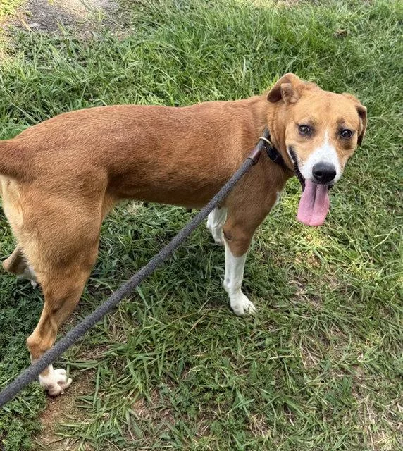 A young medium-sized female Hound dog named Stella for adoption in Carrollton, GA