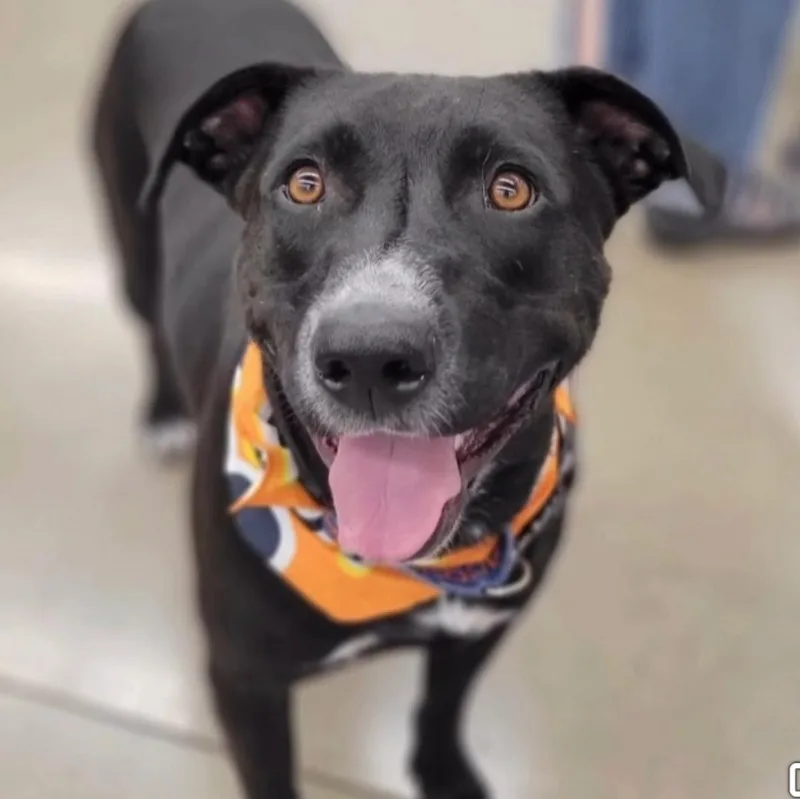An adult medium-sized male Mixed Breed dog named Tips for adoption in Wilsall, MT