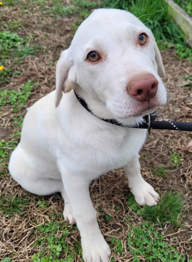 A baby large-sized female Labradoodle dog named Birdie for adoption in Killingworth, CT