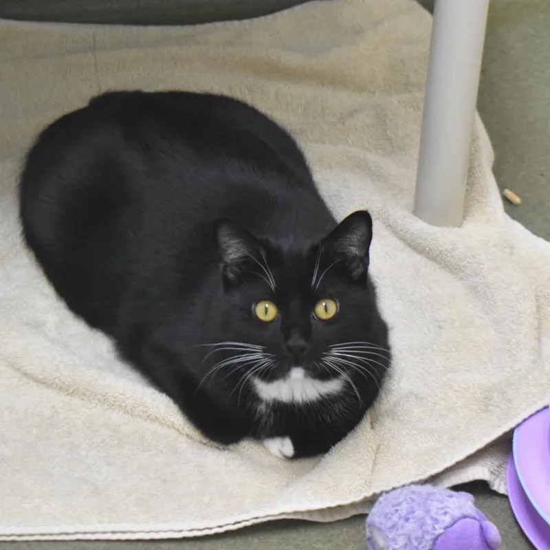 A young medium-sized male Black Domestic Short Hair cat named Gigi for adoption in Harrisonburg, VA
