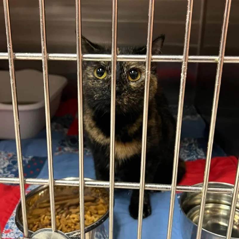 An adult medium-sized female Tortoiseshell Domestic Short Hair cat named Ember for adoption in Escanaba, MI
