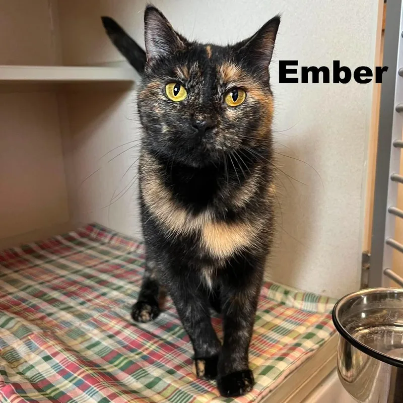Ember thumbnail 2