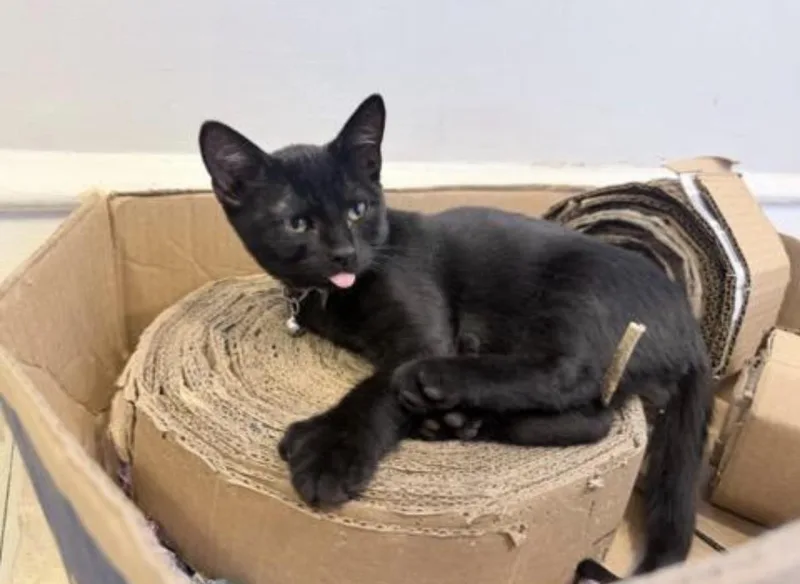 A baby small-sized male Domestic Short Hair cat named Rocky for adoption in Philadelphia, PA