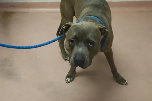 An adult medium-sized male Pit Bull Terrier dog named Mad Max for adoption in Columbia, SC