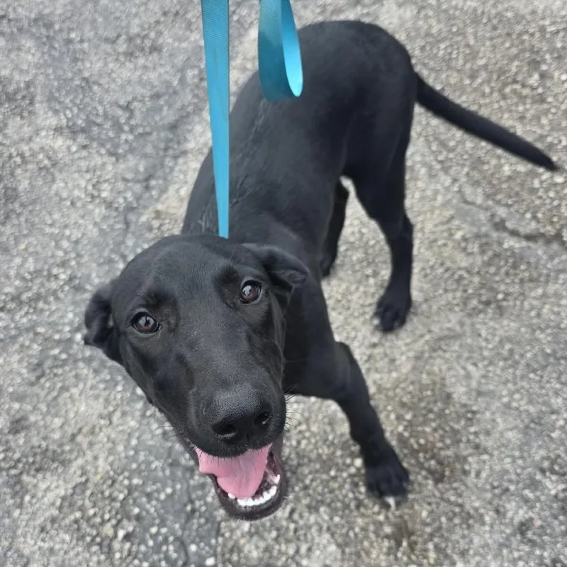 A baby medium-sized male Labrador Retriever dog named Dracula for adoption in Bastrop, TX