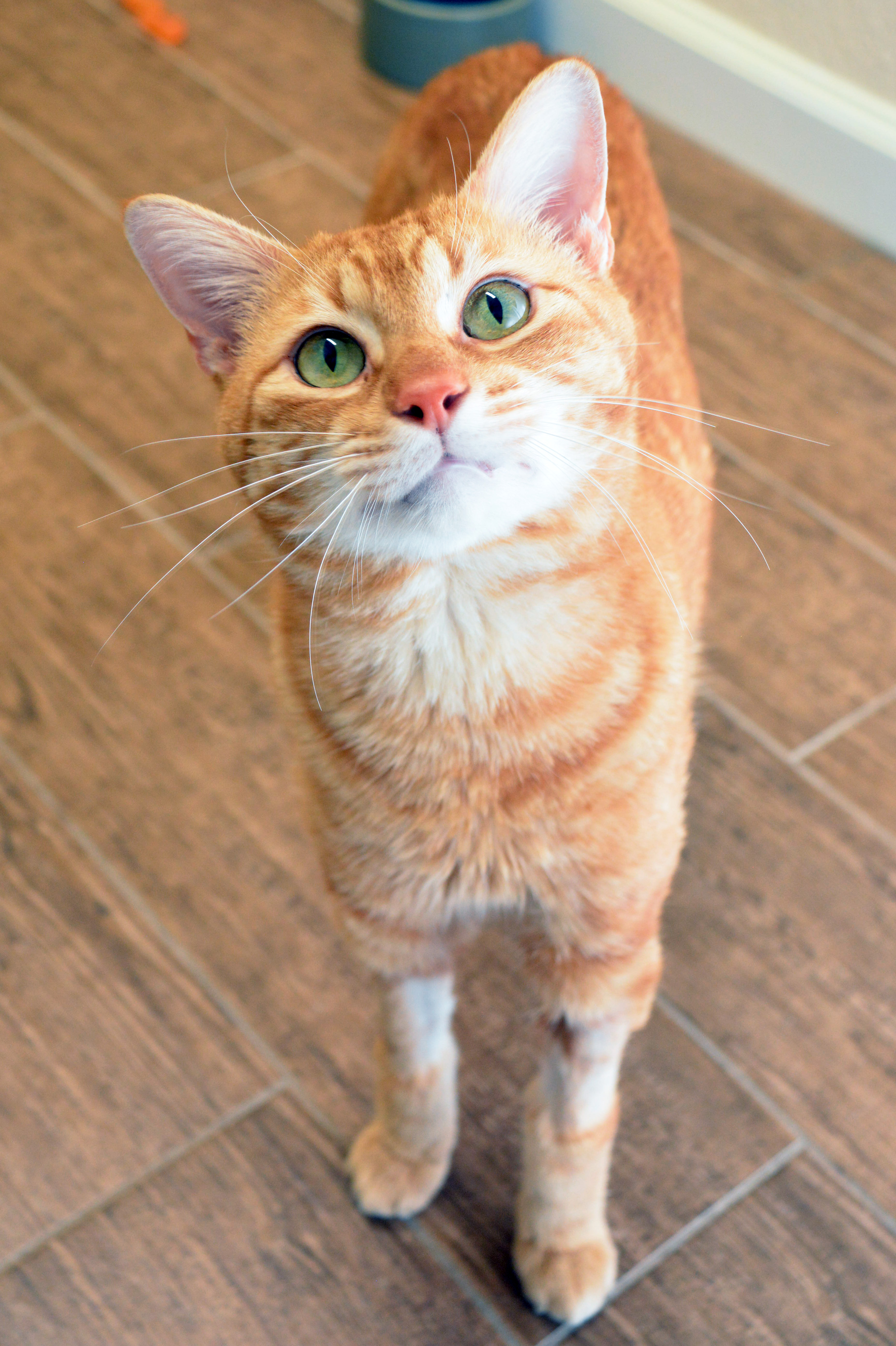 Crinkle Fry thumbnail 2