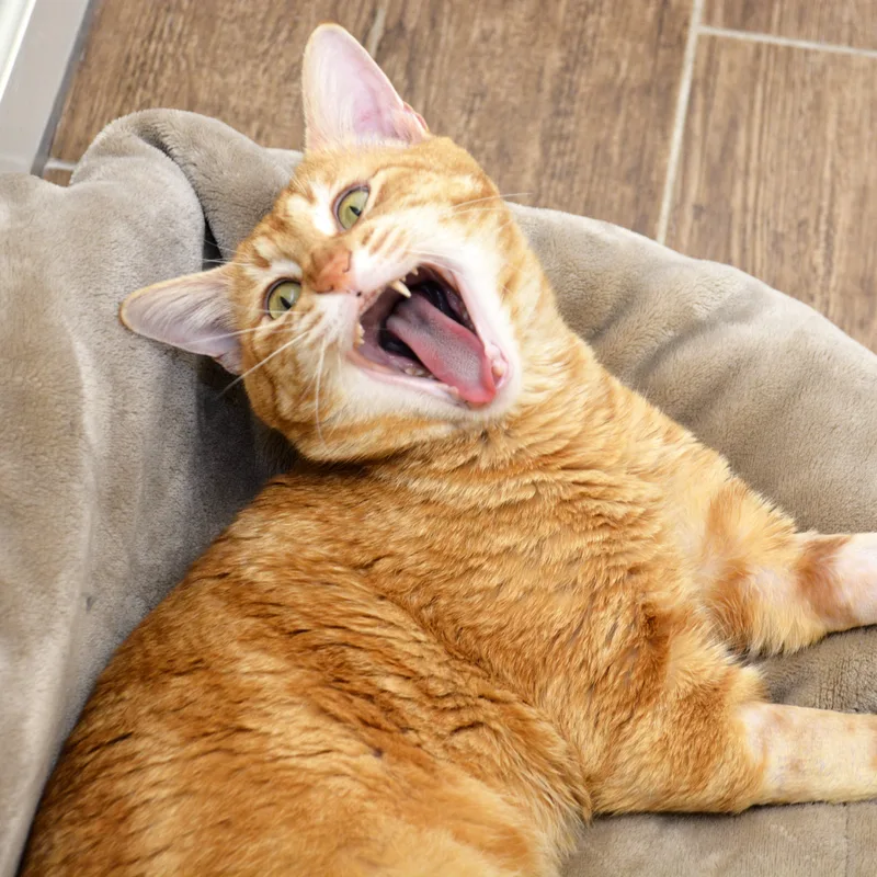 Crinkle Fry thumbnail 4