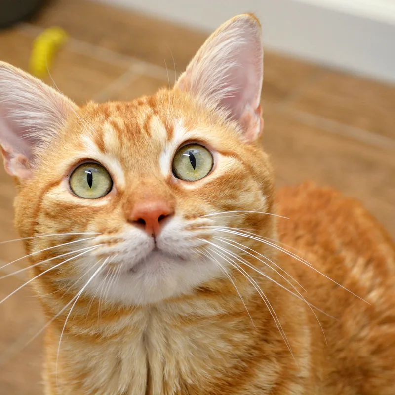 Crinkle Fry thumbnail 5