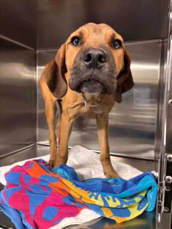 A young medium-sized male English Coonhound dog named Phoenix for adoption in Houston, TX