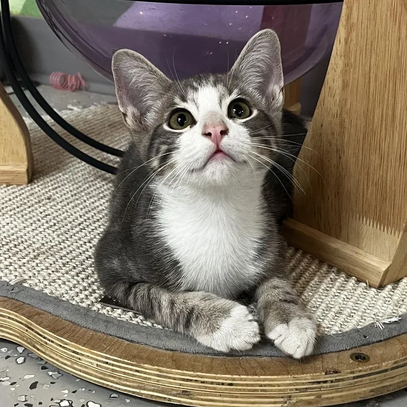 A baby medium-sized male Gray / Blue / Silver Domestic Short Hair cat named Tim Purry for adoption in Yucca Valley, CA