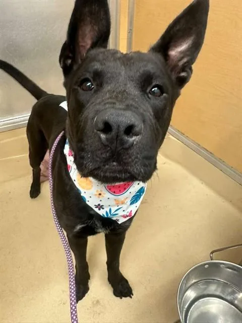A young large-sized male Terrier dog named Omar for adoption in Miami, FL