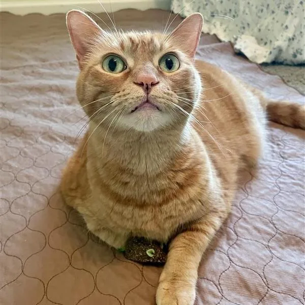 A senior large-sized female Orange / Red American Shorthair cat named Sushi for adoption in Freeport, FL