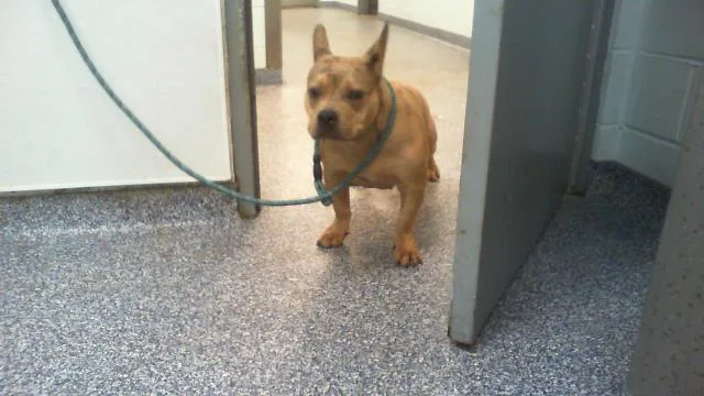 A young medium-sized female Staffordshire Bull Terrier dog named Shiloh for adoption in Charlotte, NC