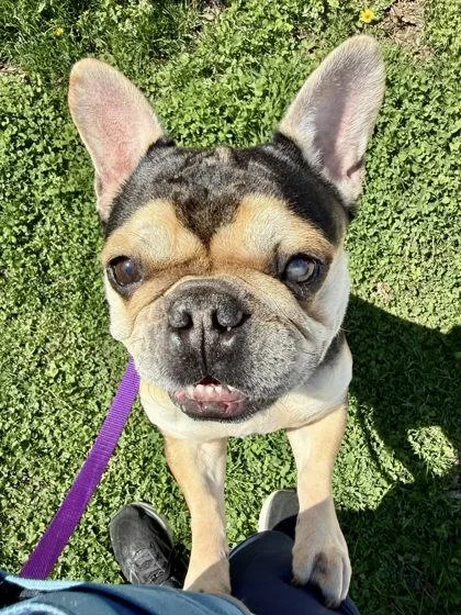 An adult medium-sized male Mixed Breed dog named Ziggy for adoption in Fairfax, VA