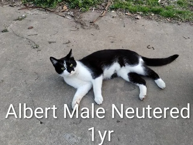 A young medium-sized male Domestic Short Hair cat named Albert for adoption in Zimmerman, MN