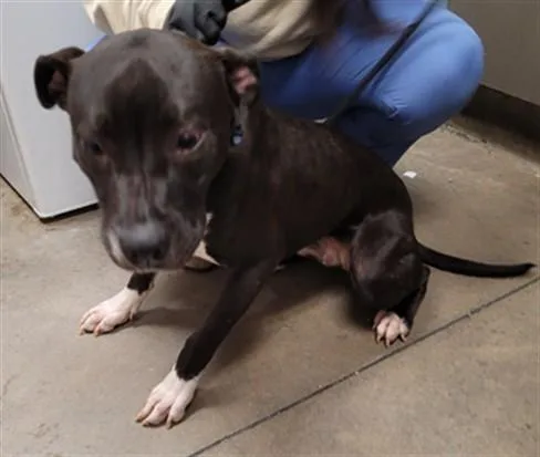 A young large-sized female Pit Bull Terrier dog named Bleu for adoption in Van Nuys, CA