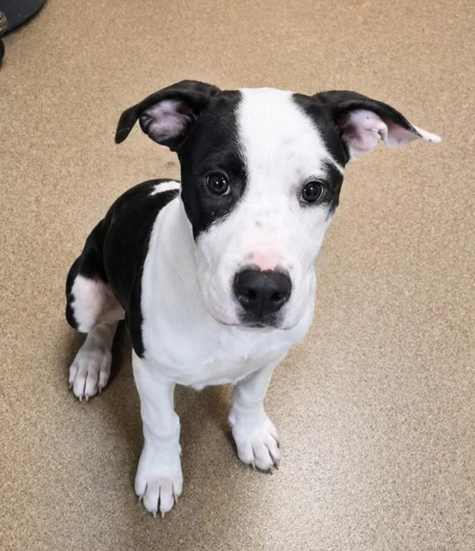 A young medium-sized male Mixed Breed dog named Mr. Mooo for adoption in Rome, GA