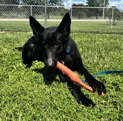 An adult medium-sized female German Shepherd Dog dog named Leila for adoption in Vero Beach, FL