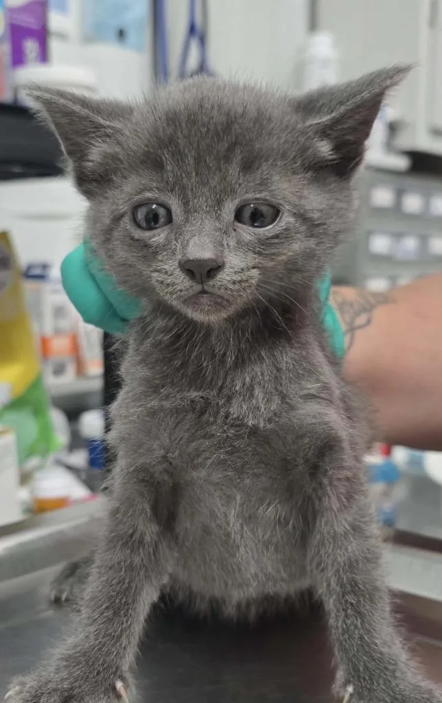 A baby small-sized female Domestic Short Hair cat named Christina for adoption in Hillsdale, IN