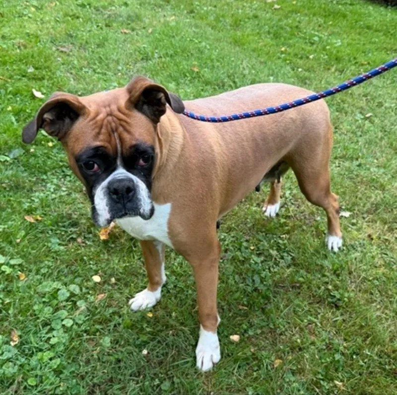 An adult large-sized female Boxer dog named Lucy Belleboxer for adoption in Hamburg, NY