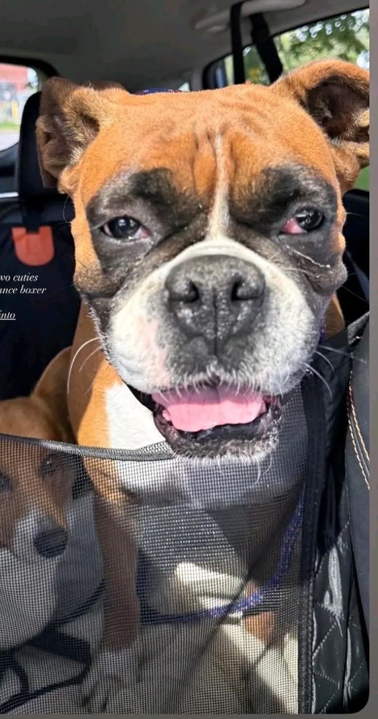 Lucy Belleboxer thumbnail 3