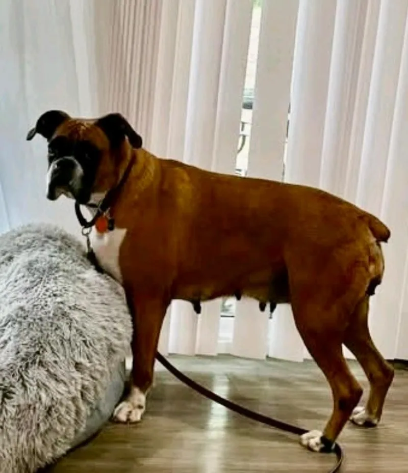 Lucy Belleboxer thumbnail 4