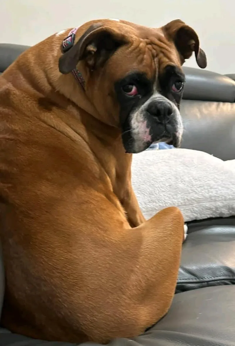 Lucy Belleboxer thumbnail 6