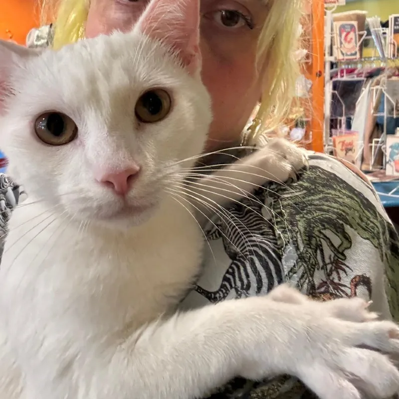 A young small-sized male White Domestic Short Hair cat named Casper for adoption in Los Angeles, CA