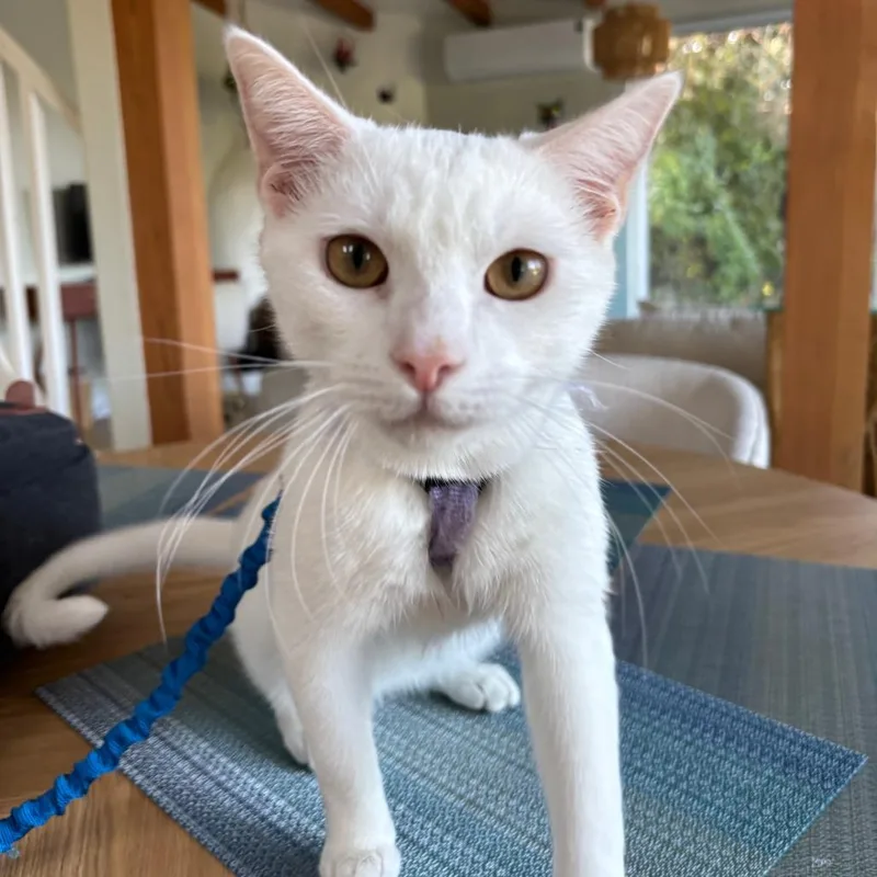 Casper thumbnail 2