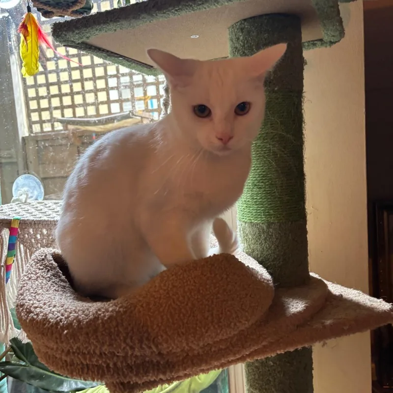 Casper thumbnail 3
