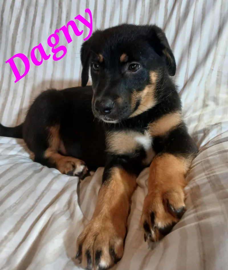 Dagny