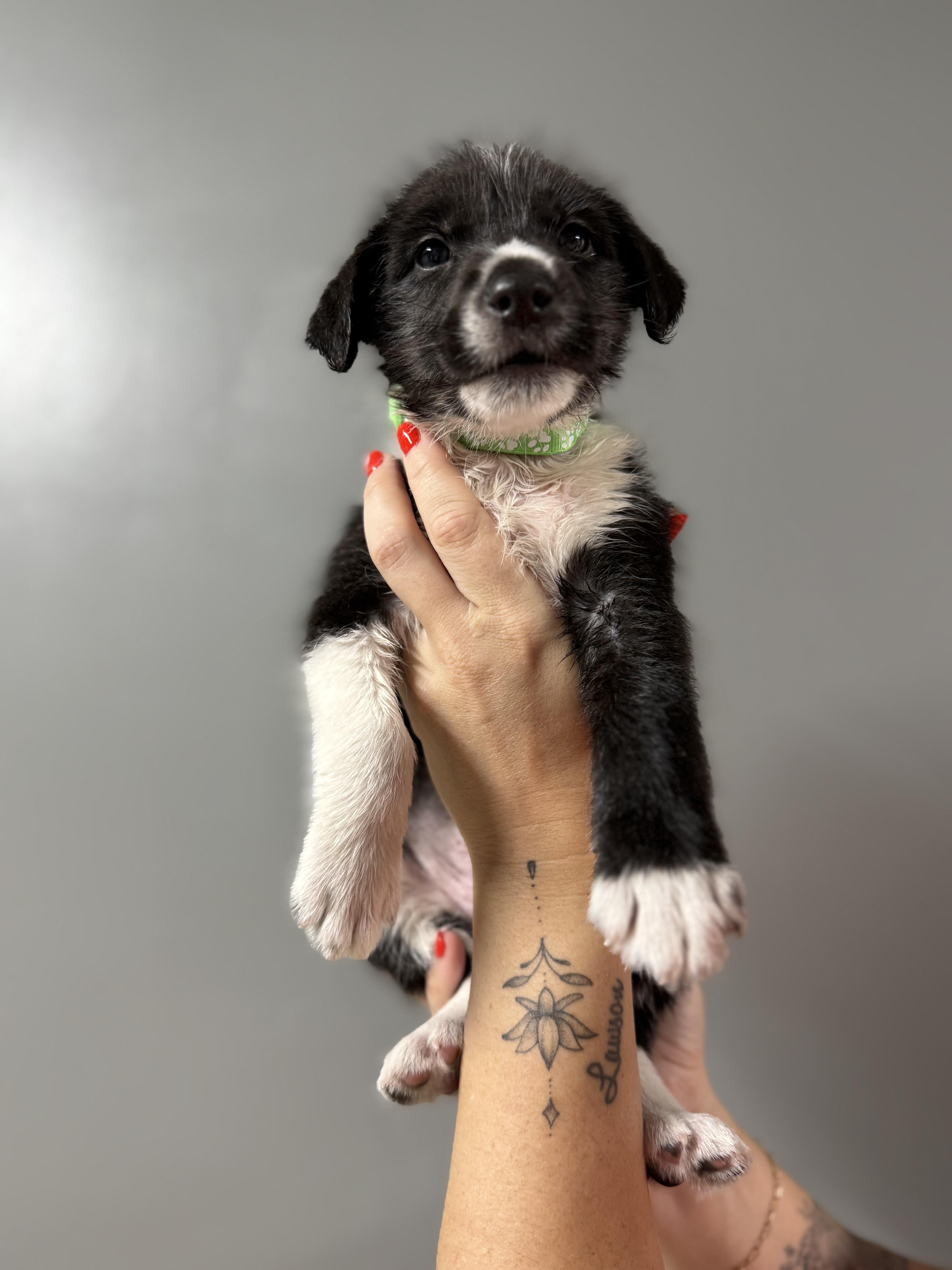 A baby medium-sized male Mixed Breed dog named Boone for adoption in MYRTLE BEACH, SC