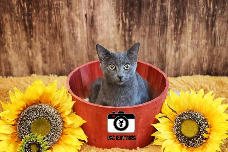 A young medium-sized male Gray / Blue / Silver Domestic Short Hair cat named Ares for adoption in Overland Park, KS