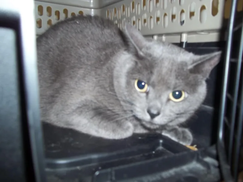 An adult large-sized female Domestic Short Hair cat named Prince for adoption in Burbank, CA