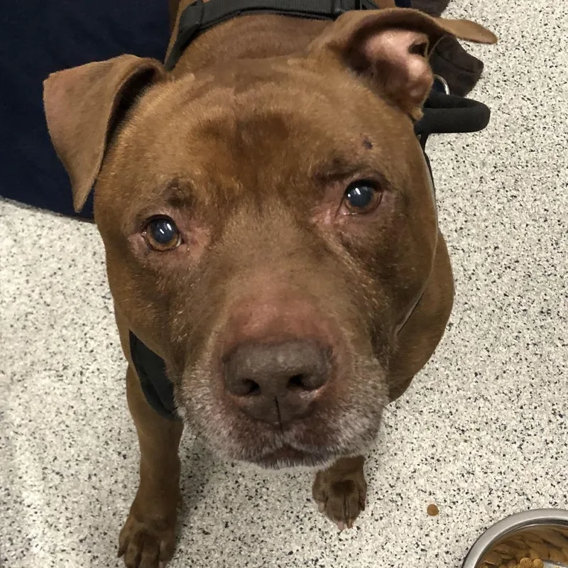 A senior large-sized male Pit Bull Terrier dog named Mac for adoption in Oak Park, IL