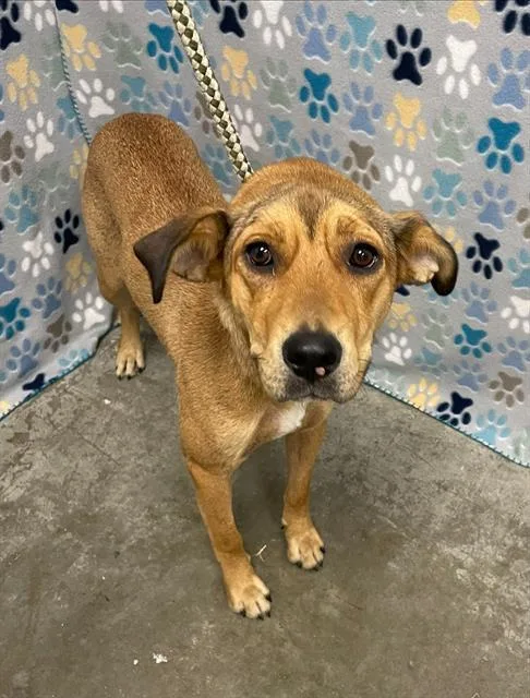 A young medium-sized female Black Mouth Cur dog named Whiskey for adoption in Rosenberg, TX