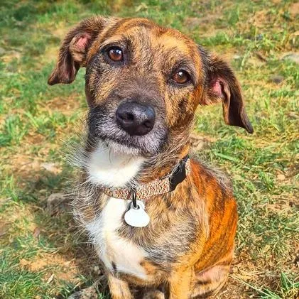 An adult small-sized male Brown / Chocolate Dachshund dog named Max for adoption in Johnson City, TN